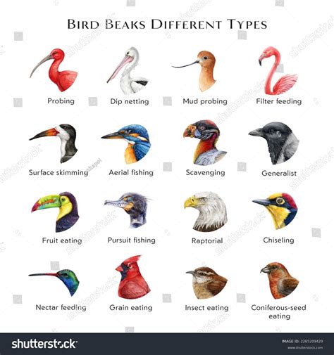 different types of bird beaks|What Are The Different Types Of Bird Beaks: Understanding .
